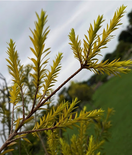 Pine stays green in winter showing their will to overcome the hardship