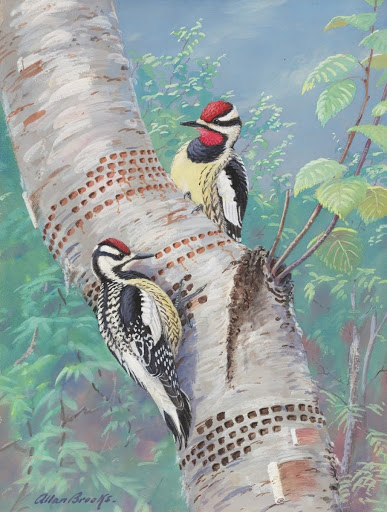 Sapsucker