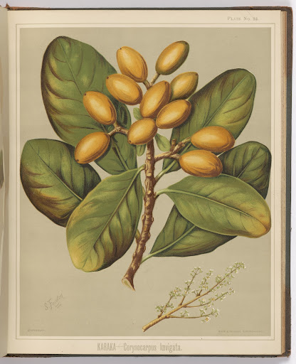 Karaka - Corynocarpus Ioevigata. Plate 24. From the book: The art album of New Zealand flora : be...