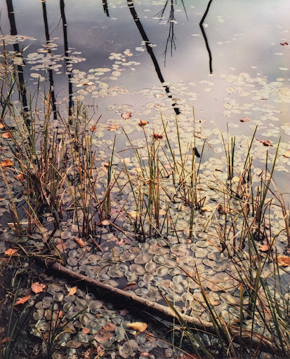 Pond, Grass and Lily Pads, Madison, New Hampshire, October 1, 1952