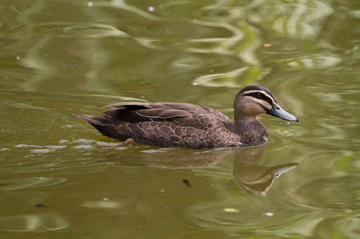 Catching The Eye: Anas superciliosa, Pacific Black Duck