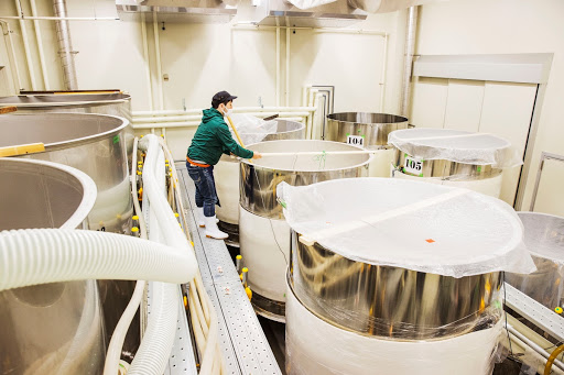 醪（もろみ）の発酵具合を確認する