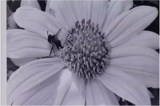 Imagem integrante da exposição Revivendo Êxodos