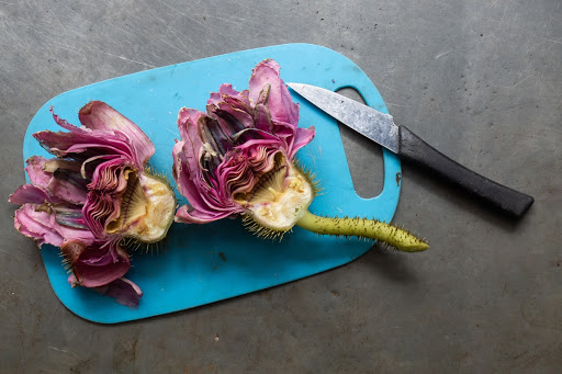 Victoria amazonica, pollination process