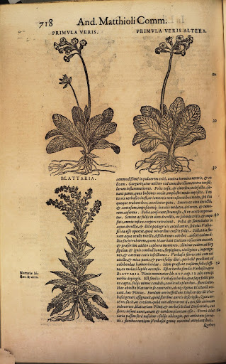 Commentarii in P. Dioscoridis libros de materia medica, Autor / Hrsg.: Mattioli, Pietro Andrea