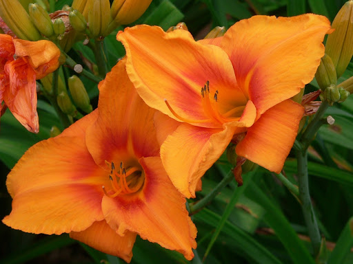 Embers of Vesuvius Daylily