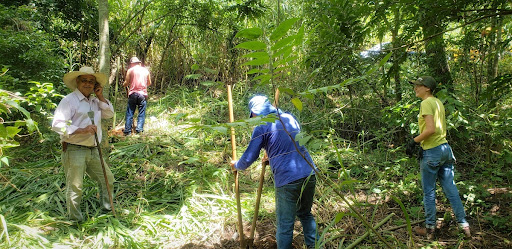 Restoration planting of threatened trees