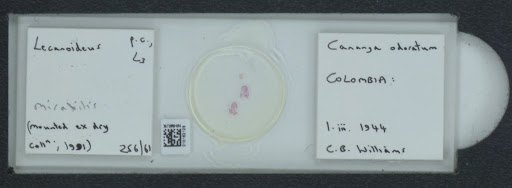 Aleyrodoidea