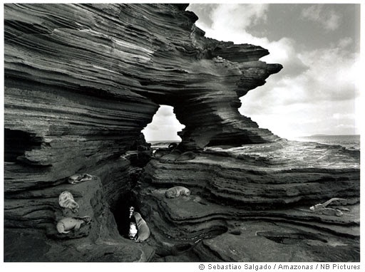 Sea Lions at Puerto Egas in James Bay, The Galapagos from Genesis