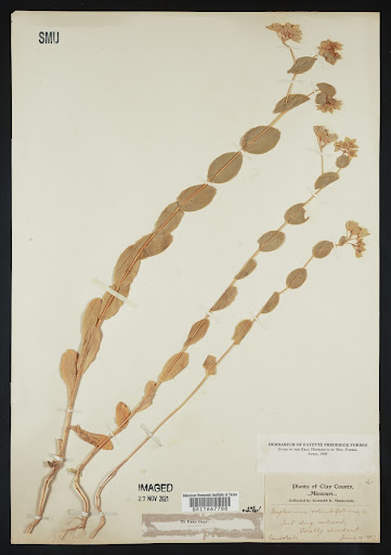 Bupleurum (common name Bupleurum) specimen