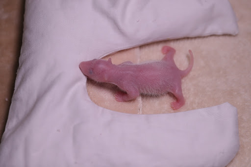 Giant Panda Cheng Lang Rests in the Incubator