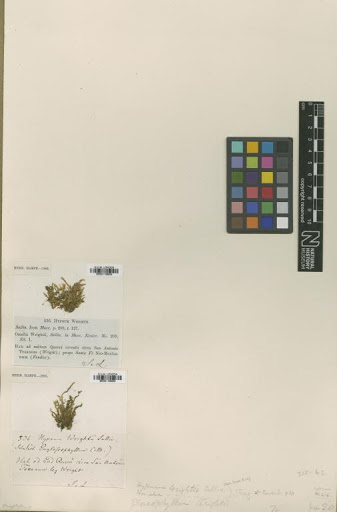 Stereophyllum radiculosum (Hook.) Mitt.