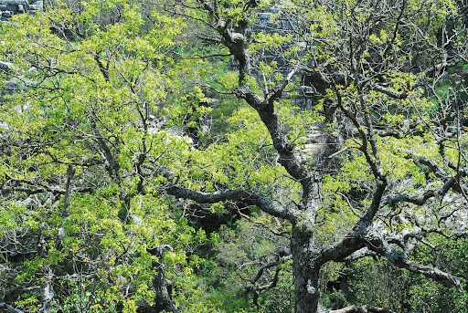 Termessos-Gulluk Dag National Park, Lycia, Turkey