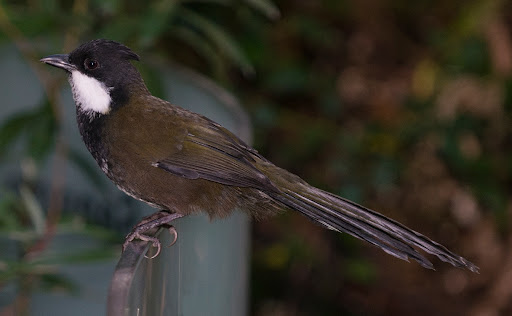Catching The Eye: Psophodes olivaceus, Eastern Whipbird