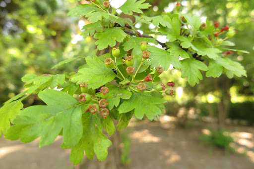 Hawthorn