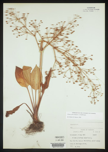 Alisma subcordatum (common name American Water Plantain) specimen