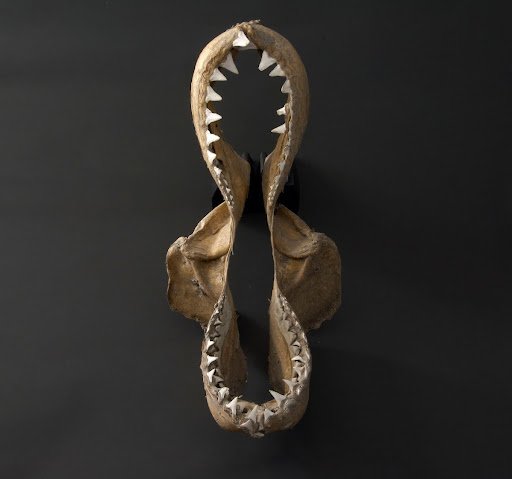 Shark jaw to protect fishermen against evils