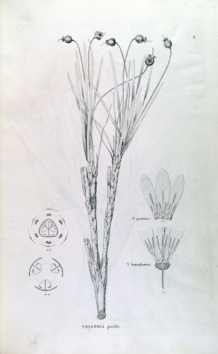 Vol. III, Part I, Fasc. 8 Plate 9