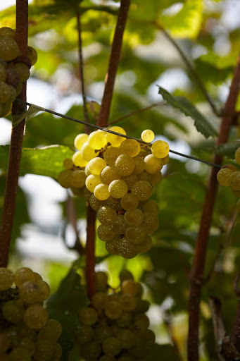 ドメーヌ・テッタのぶどう