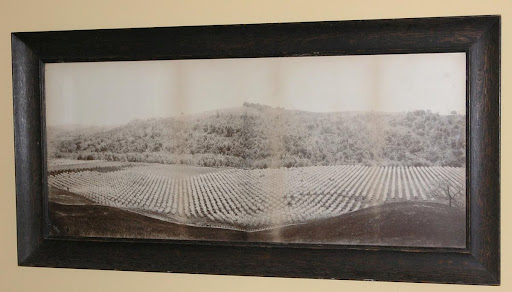 Jackson Ranch Orchard, c.1900