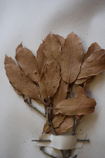 Quercus coccifera L.3