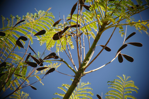 Biodiversidade do Jardim Botânico Araribá