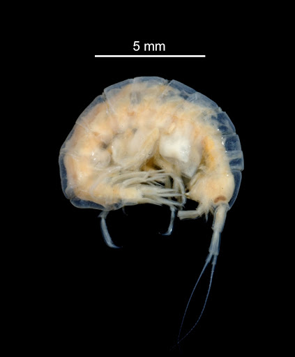 Pontogeneiella longicornis