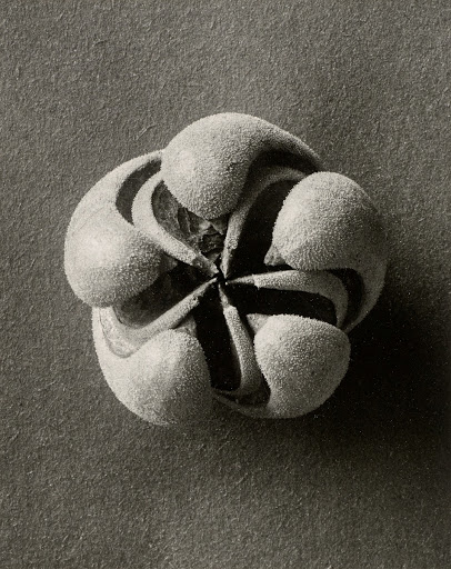 Blumenbachia hieronymi. Opened seed capsule, enlarged 8X. from the portfolio 12 Fotografien