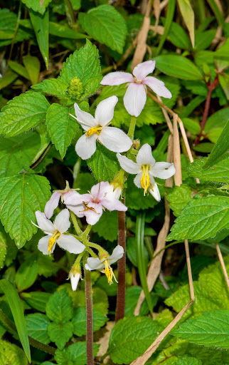Cincinnobotrys speciosa (Melastomataceae), an Albertin Rift endemic, common in Nyungwe National Park