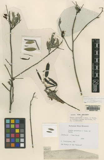 Cassia gonioides A.Cunn. ex Benth.
