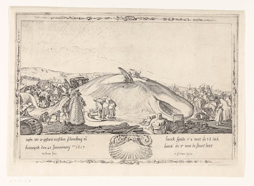 Gestrande potvis op het strand tussen Scheveningen en Katwijk op 21 januari 1617