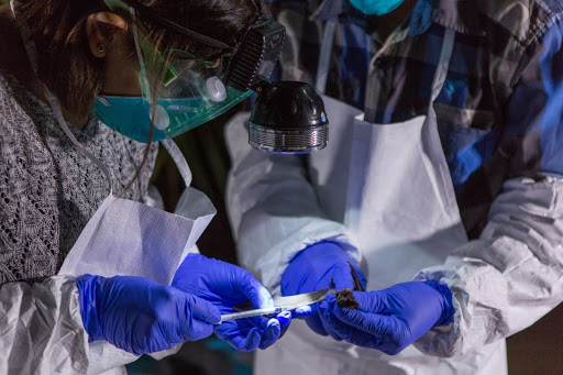 Sampling Wrinkle-lipped bat