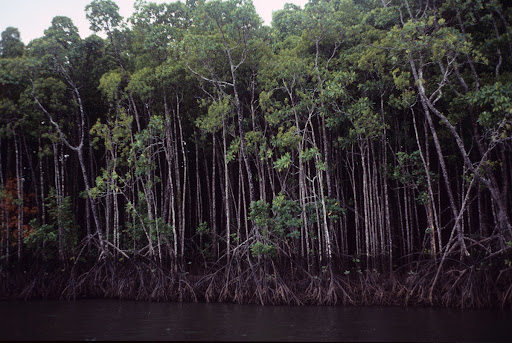 Mangroves, Daintree River, Daintree