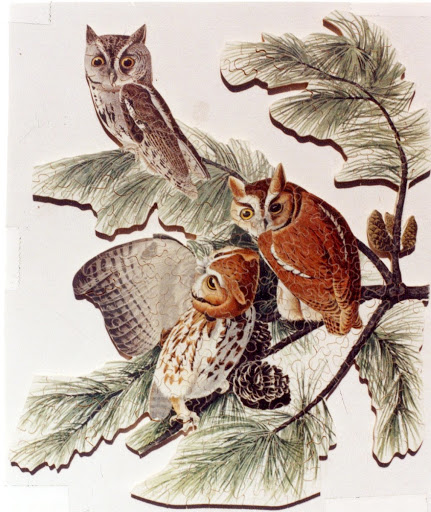 Jigsaw puzzle:Little Screech Owl