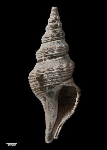 Comitas allani Powell, 1942