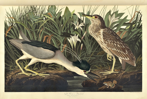 Plate 236, Night Heron or Qua Bird, Adrea Nycticorax
