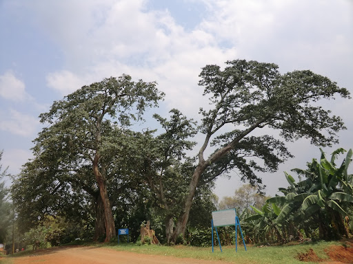 Ibigabiro bya Nyamasheke