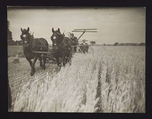 A photographic print of Industries, Agriculture, Harvesting & Reaping