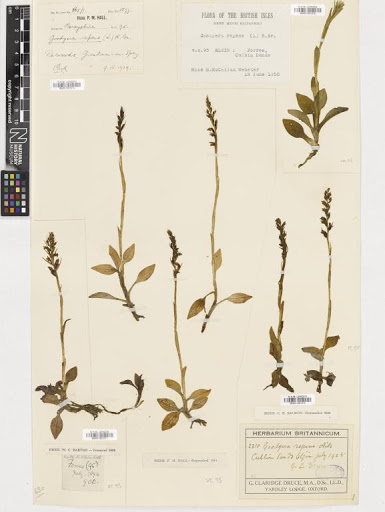 Goodyera repens (L.) R.Br.