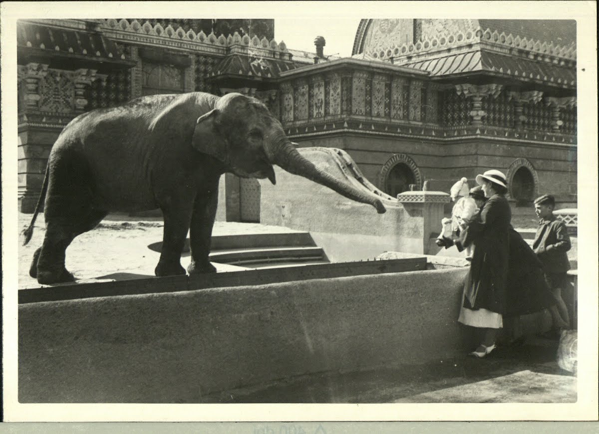Zoo Elephant Indian #1 Of 2