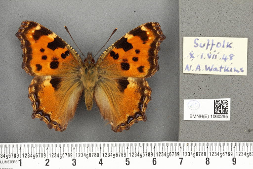 Nymphalis polychloros (Linnaeus, 1758)