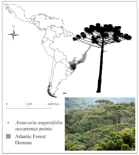 Ditribution of Araucaria angustifolia