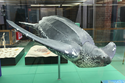 Display case with a model of the leatherback sea turtle in the MEERESMUSEUM