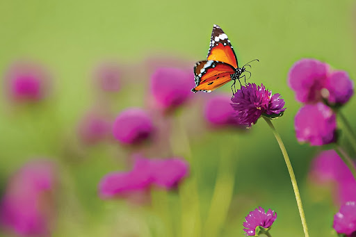 Happiness in colours