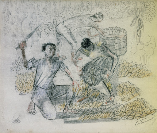 Colheita de Cacau