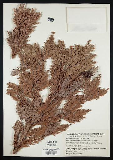 Plant specimen