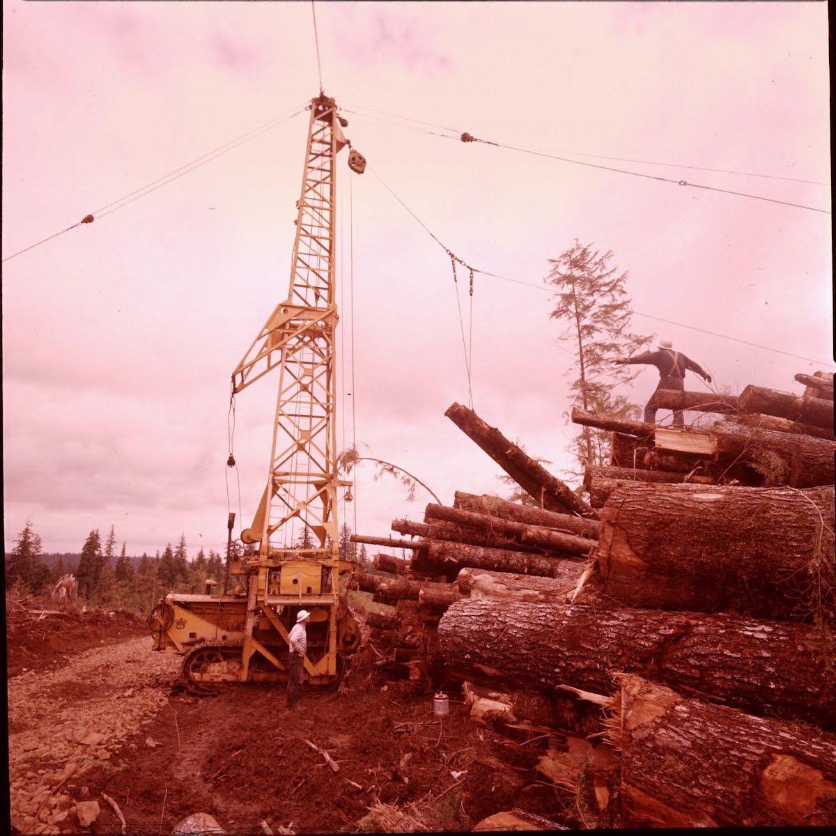 Wood Essay: Oregon (Forests And Logging)