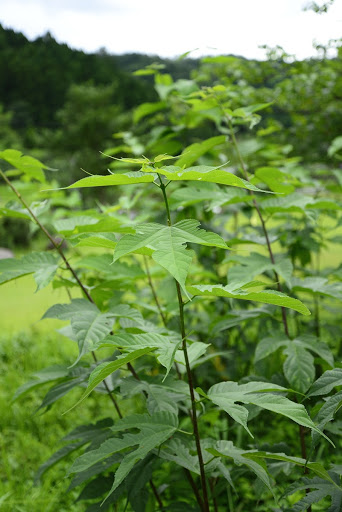 Paper mulberry, Inshū washi paper, Aoya district