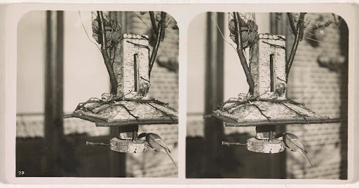 Koolmees onderaan voederhuisje