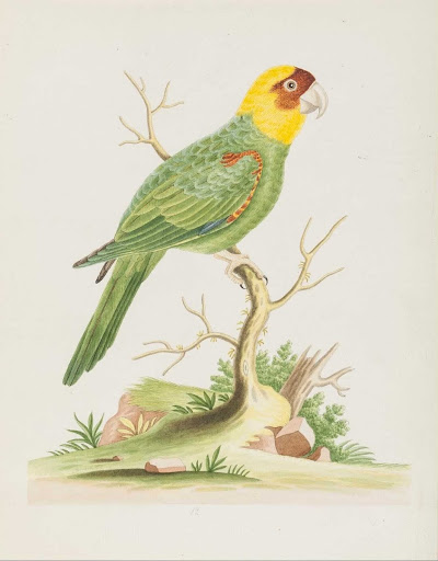 Carolina Parrot (Psittacus carolinensis)